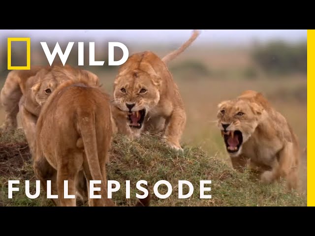 SPECIAL: Cat Fight (Full Episode) | Animal Fight Night