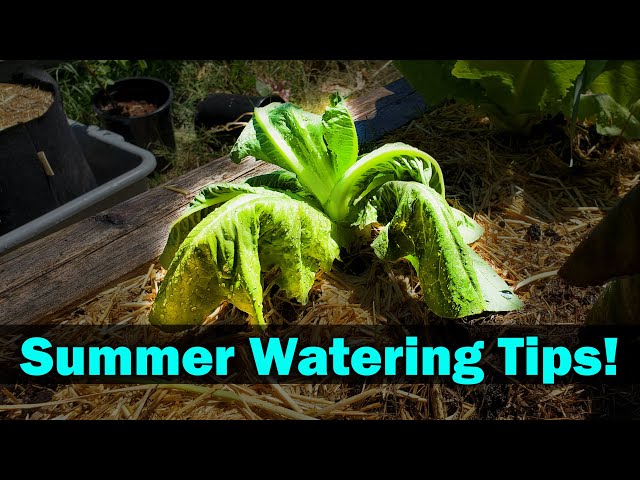 Watering Tricks For Your Garden - Garden Quickie Episode 6