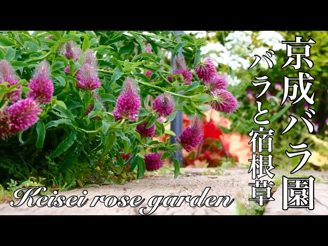 June 4, 2024 [Keisei Rose Garden] Roses and perennials | Keisei Rose Garden Roses and perennials