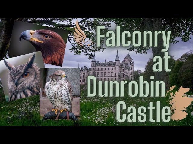 Falconry at Dunrobin Castle in Scotland | Ancient Art of Falconry