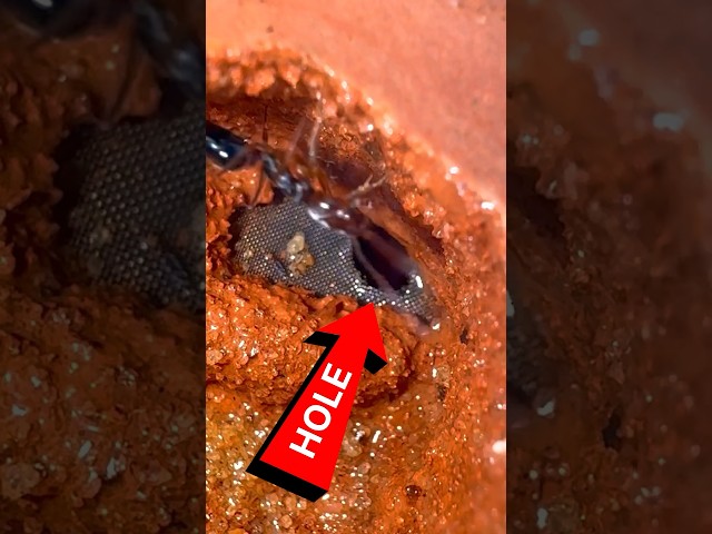 My Ants BROKE Their Ant Farm 😬