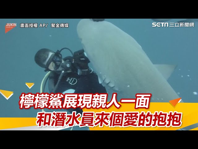 檸檬鯊展現親人一面 和潛水員來個愛的抱抱｜三立新聞網 SETN.com