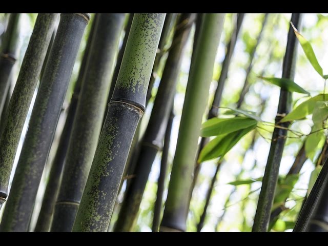 How can I prevent black bamboo spreading?