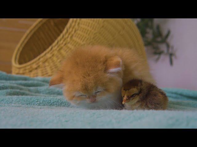 Winter is Here, Kitten Pudding Warm The Chicks While Sleeping Next To Each Other