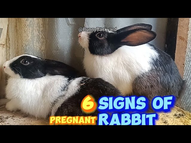 How To Know A Pregnant Rabbit With 6 Telling Signs