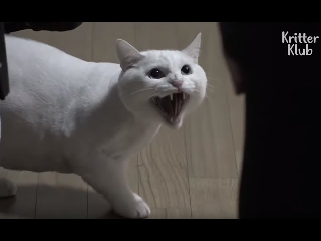 This Cat Looks So Fluffy And Cute But Why Is He So Angry At His Owner? | Kritter Klub