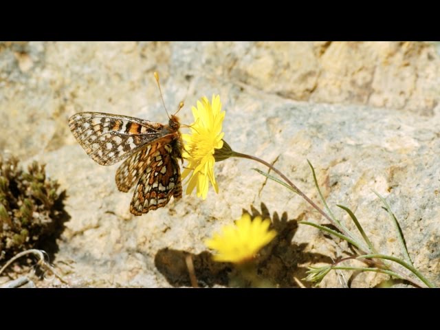 Quino Checkerspot Butterfly Recovery Program