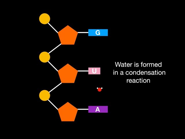 A1.2.5 RNA as a polymer formation by condensation reactions