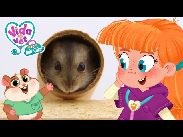 Hamster Care 🐹💖 Ask Vida 🩺 Full Episode ✨ Learn about Animals ⛑️ New Show