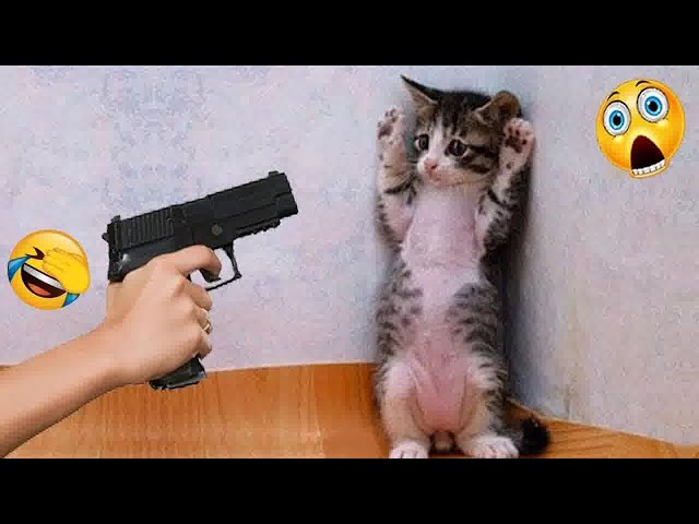 Trending Funny Animals🤣Funniest Dogs and Cats😻🐶🐕‍🦺Part 1