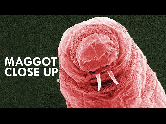 Maggots Look Like Mini Walruses