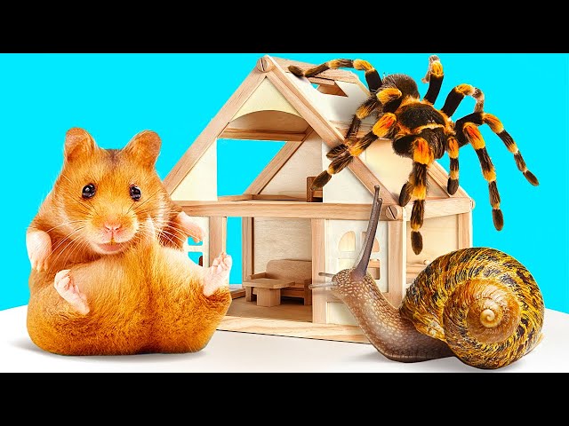 Awesome DIY Homes For Pets || Turtle, Snail, Hamste, Fish and Spider Move To New Home