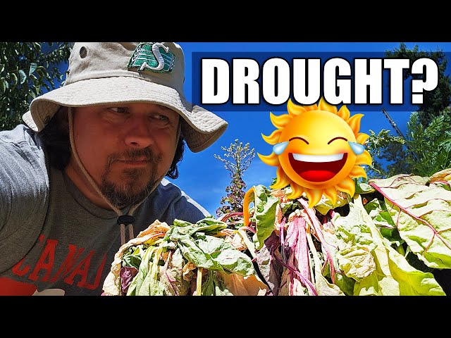 6 Drought Tips For Your Garden In 2023