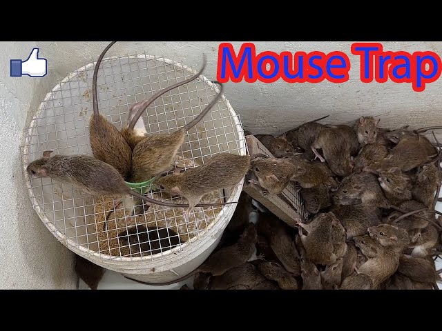 Homemade mousetrap with plastic paint containers \ Best mouse trap