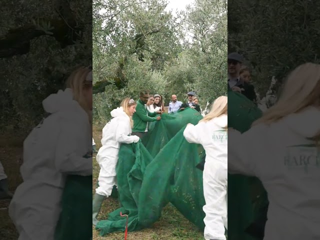 FARCHIONI Olive Picking