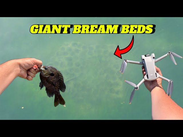 Bream Fishing Using Drones (Better than Live Scope???)