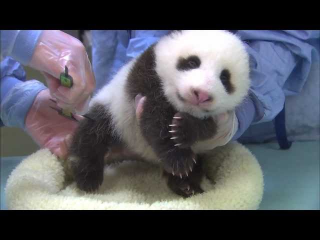 San Diego Zoo Panda Cub - Chin Scritches and Baby Yawns