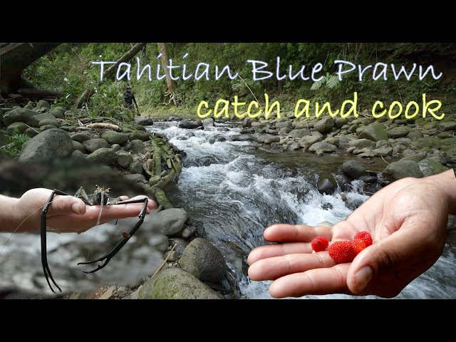Spearing Tahitian Blue Prawns in a Mountain Stream - Catch and Cook