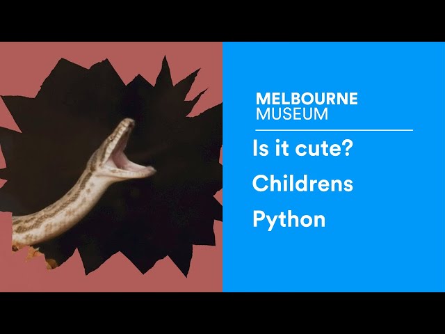 Is it cute? Childrens Python