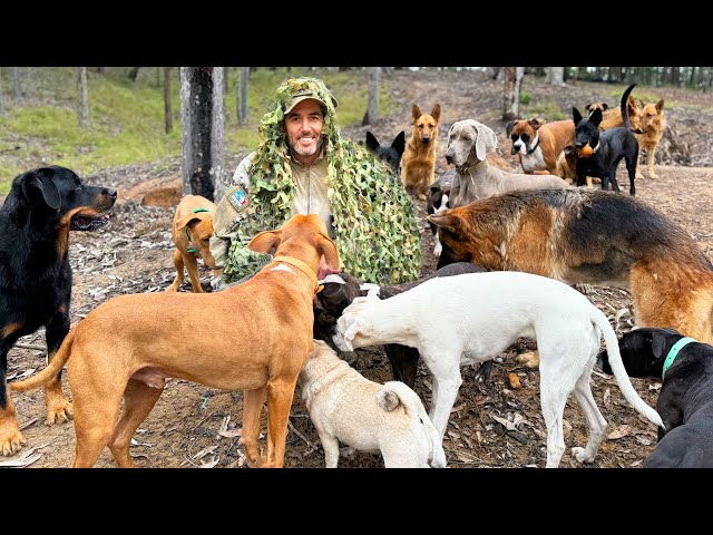 Can These Dogs Find Their Dad Hiding in the Bush? | The Farm for Dogs