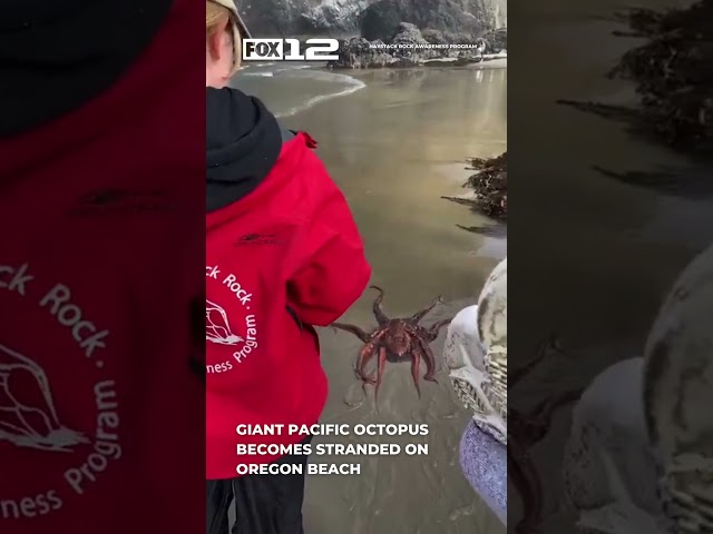 Giant Pacific Octopus washes up on Oregon Beach