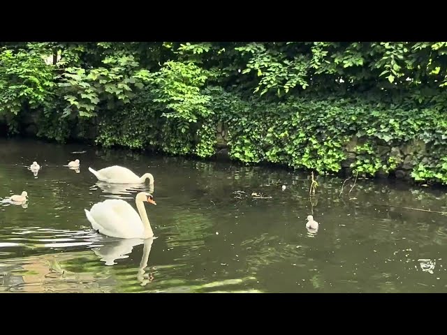 🇩🇪 Düsseldorf 💫 Reality film 🦢💦 Hofgarten 💫 Swan family 9 💫 7th day of life 💫 10.05.2024