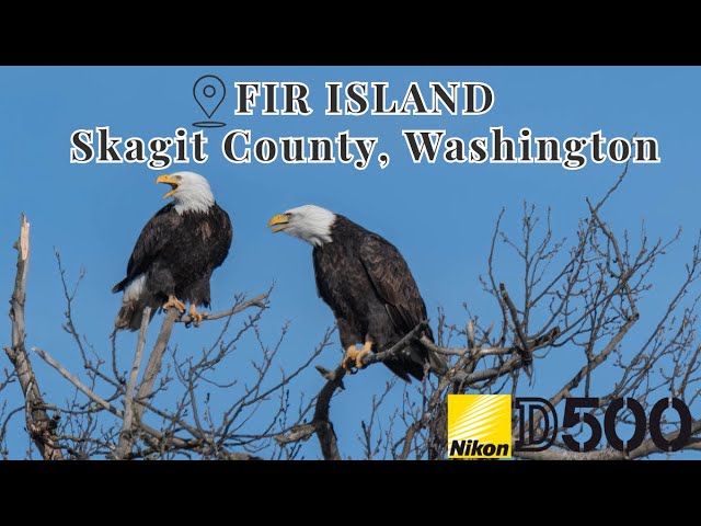 Hunting For Snow Geese In Fir Island, Washington: A Winter Adventure #nikon #nikond500