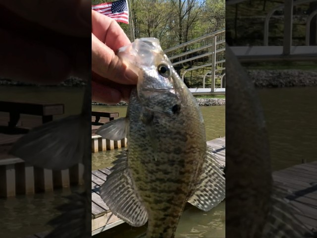 White Crappie Release #fish #fishing #viral #shorts