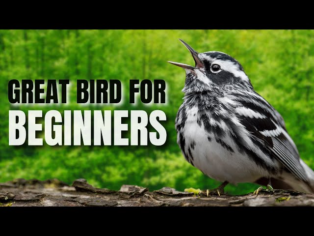 The Black-and-white Warbler
