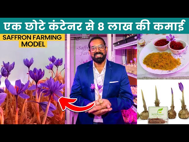 Kesar Ki Kheti Container Mein | Kesar Farming | Saffron Farming in india | Kesar Kheti