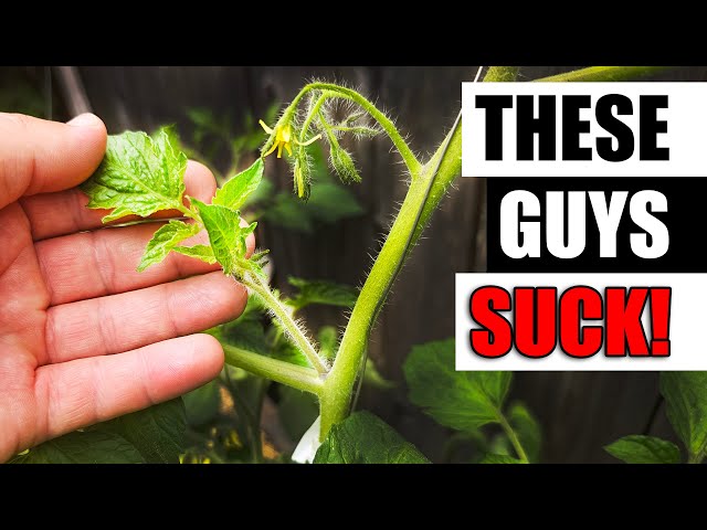 Tomato Suckers - Garden Quickie Episode 153