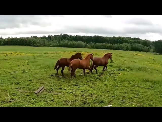 Our Suffolk Punch Stallion Brothers Meet for the First Time!!  // Contest Results!