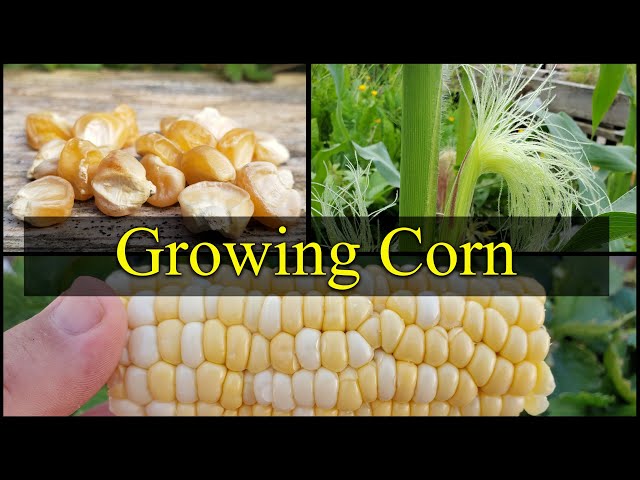 Growing Corn - The Definitive Guide For Beginners Part 1
