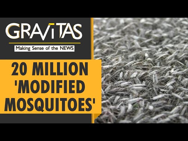 Gravitas: Genetically modified mosquitoes arrive in Florida