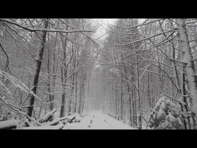 Virtual Drive Through Forest Covered With Snow / Snowy Fairy Tail to Melt Your Stress and Worries
