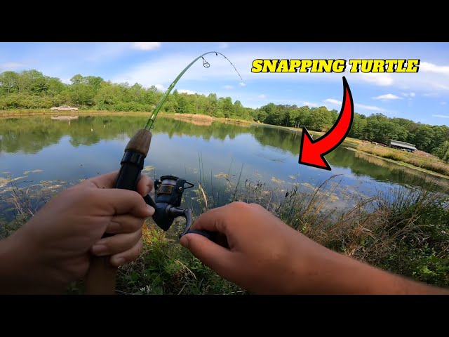 GIANT SNAPPING TURTLE VS 4 LB TEST LINE