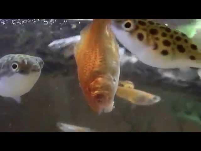 Pufferfish eating a goldfish
