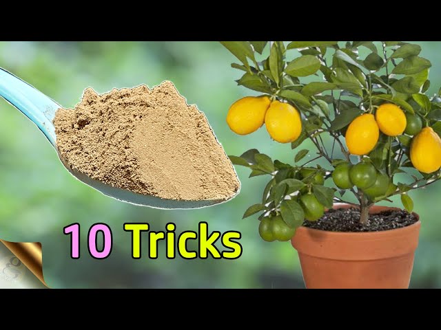 10 TRICKS TO GROW LOTS OF LEMONS | HOW TO GROW LEMON TREE IN POT | CITRUS TREE CARE