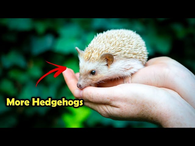 Do This To Get More Hedgehogs in Your Garden!