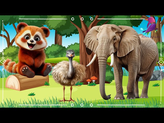 Sound Of Cute Animals, Familiar Animal: Elephant, Red Panda, Ostrich, Fox, Camel