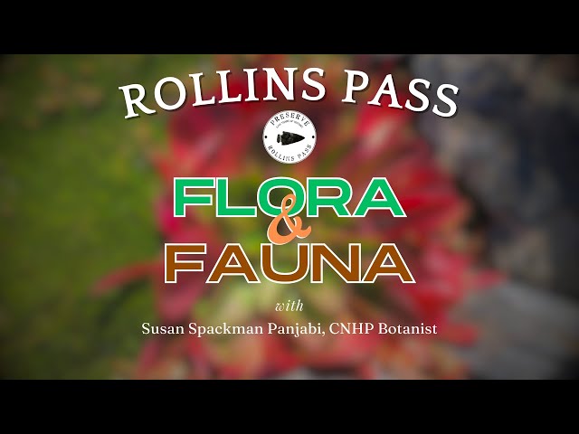 Flora and Fauna of Rollins Pass by Susan Spackman Panjabi, CNHP Botanist