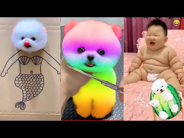 Tik Tok Chó Phốc Sóc Mini 😍 Funny and Cute Pomeranian #401
