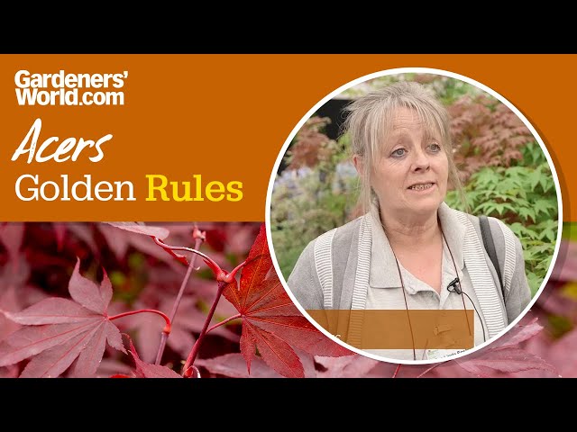 Caring for acers - Golden Rules