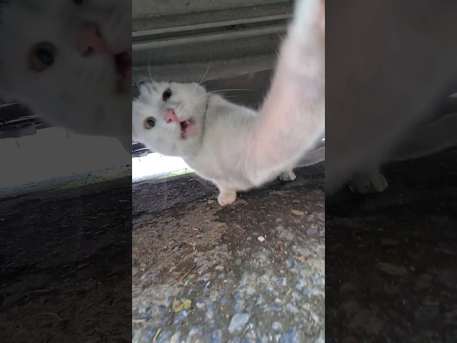 Angry and very aggressive white cat.