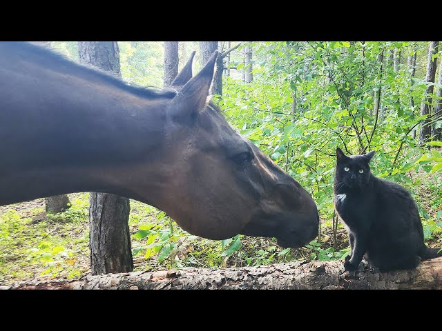 Sven hanging out with Bob the cat in his forest. No dogs, or cats, were kicked & no farts were heard