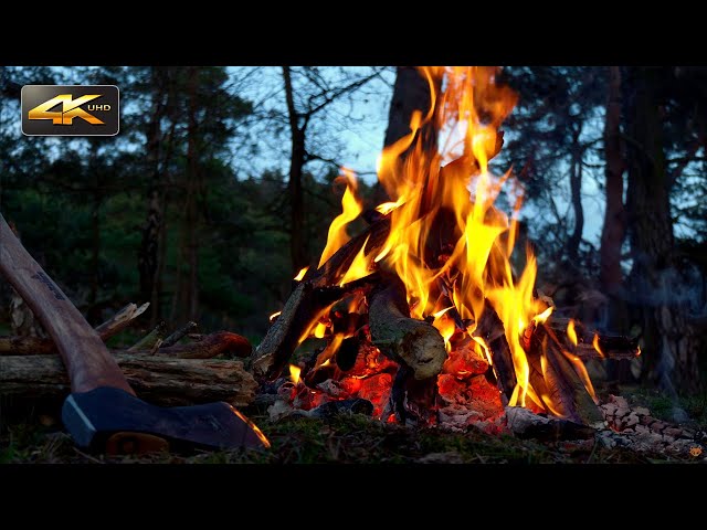 Hunting Campfire - Night Ambience & Sounds of Wild Animals