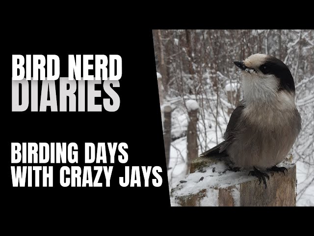Birding Days With My Crazy Jays | Bird Nerd Diaries