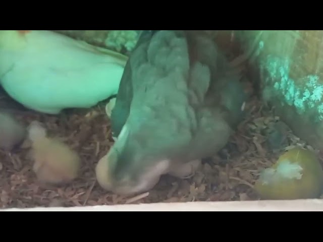 Cockatiel Hides Family When Camera Comes Out!#cockatiel #stories #cockatielbird #cockatiellife
