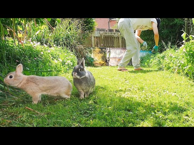 Bunny Cam #5 - Summer Garden Run - Netherland Dwarf Rabbits - Slice of Life