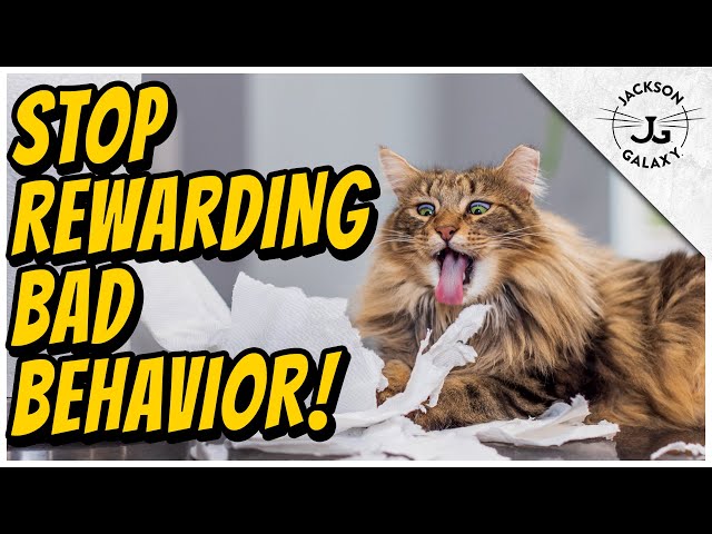 Are you Rewarding Your Cat’s Bad Habits?